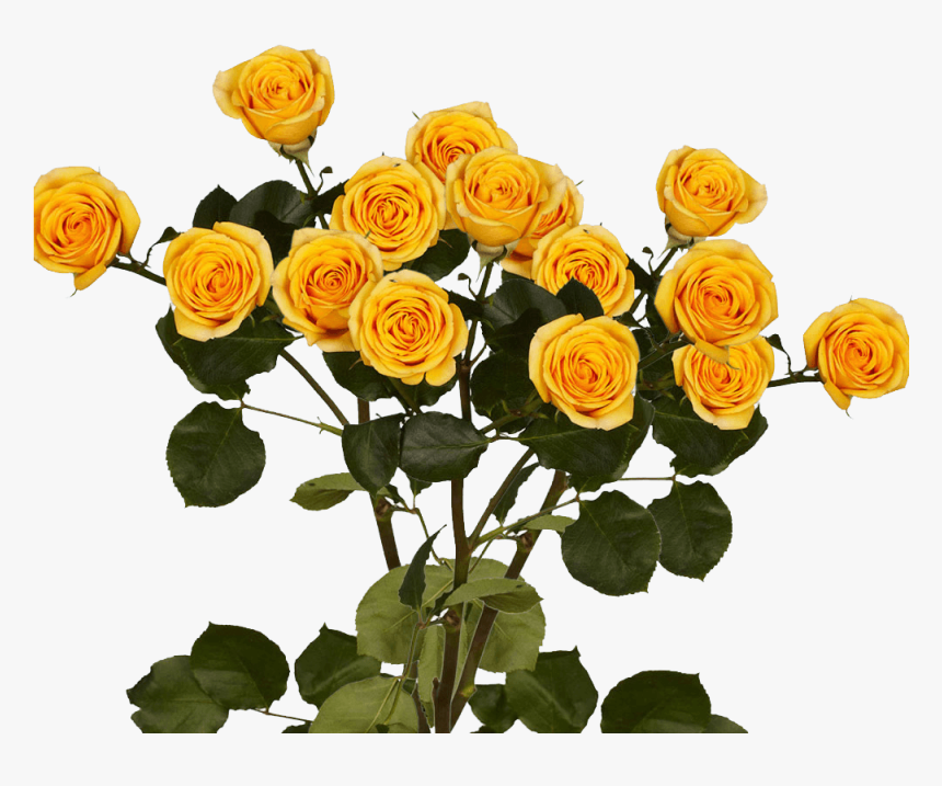 Long Stem Yellow Spray Roses - Garden Roses, HD Png Download
