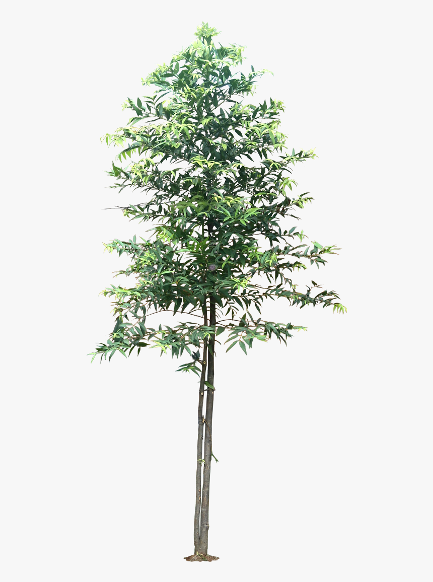 Pond Pine, HD Png Download