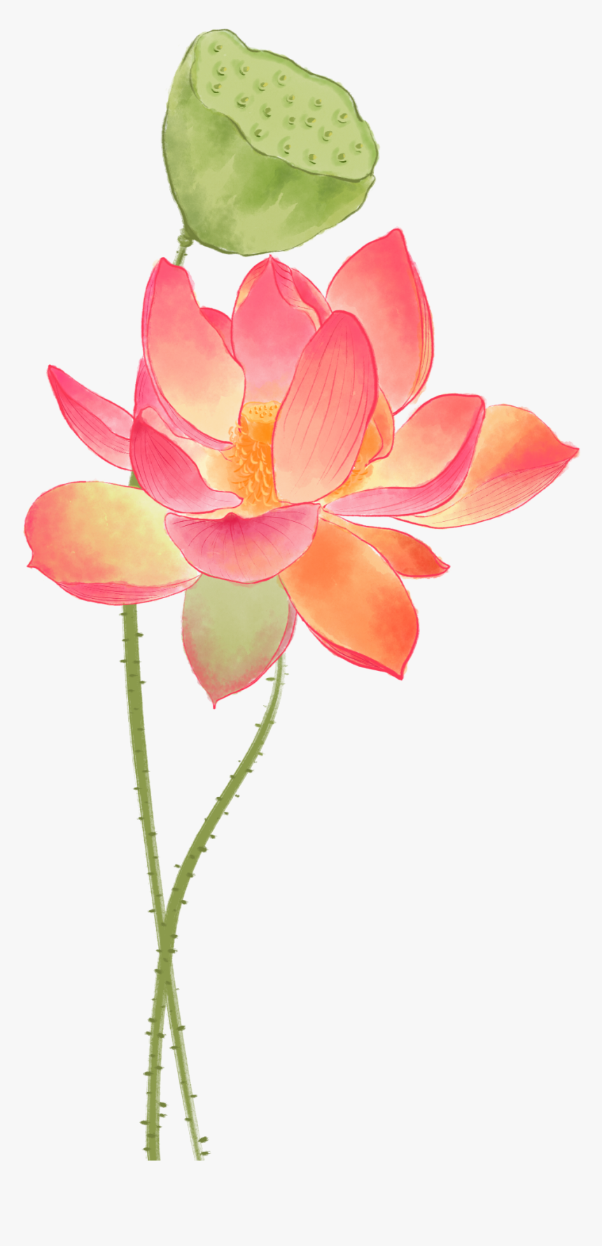 Sacred Lotus, HD Png Download