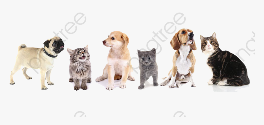 Transparent Dog Clipart - Wall Painting Of Cat And Dog, HD Png Download