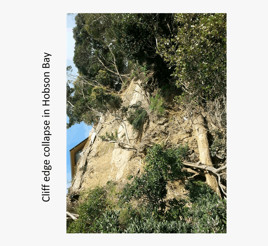 Mexican Pinyon, HD Png Download