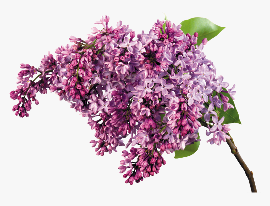 Lilac Png - Сирень Png, Transparent Png