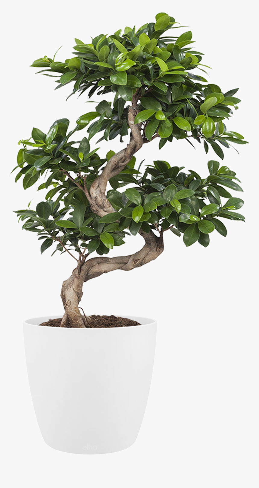 Houseplant , Png Download - Indoor Transparent Background Png Bonsai Png, Png Download