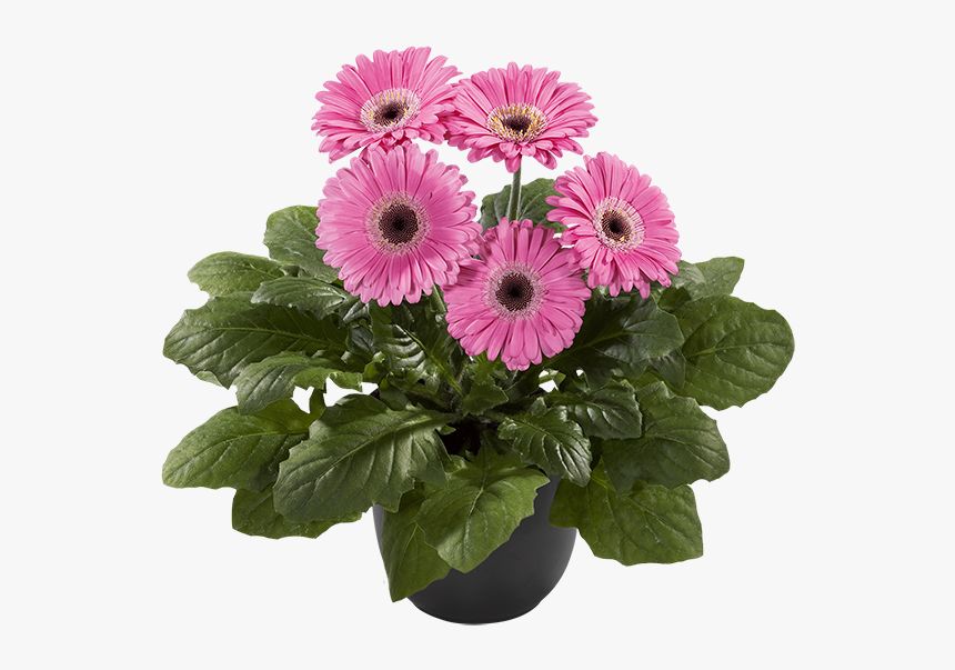 Barberton Daisy, HD Png Download