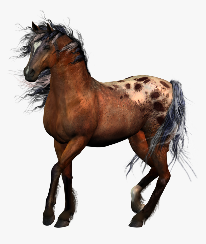 Horse Tack Equestrian Western Riding - Horse Riders No Background, HD Png Download