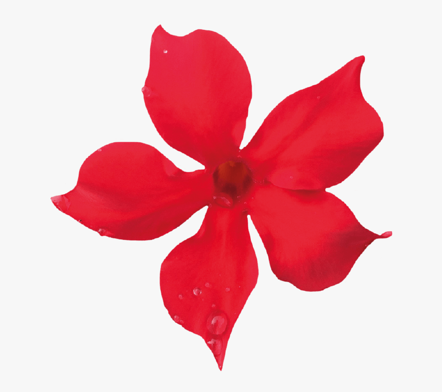 Letter P With Crown, HD Png Download