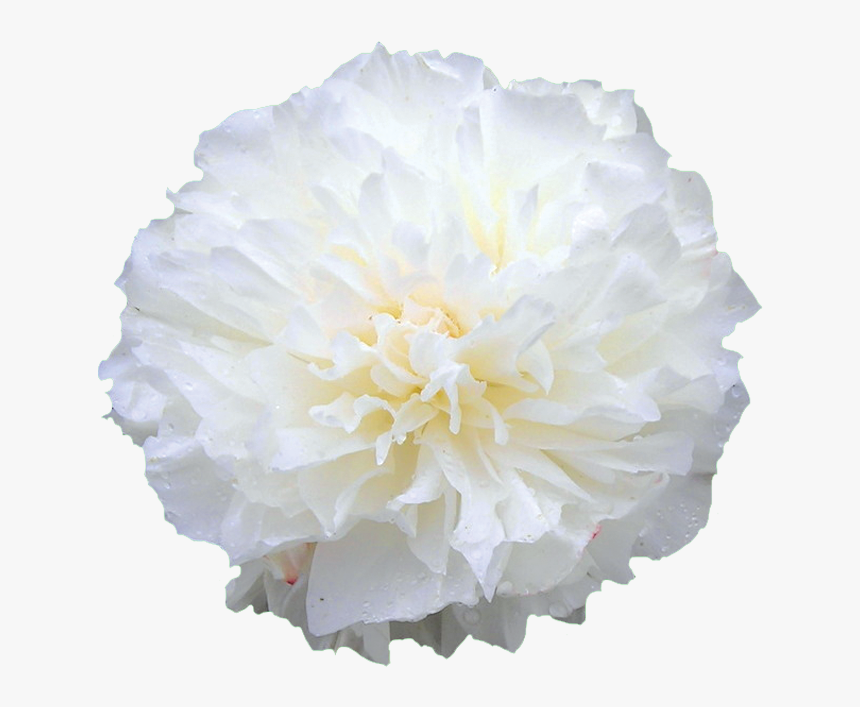 Carnation, HD Png Download