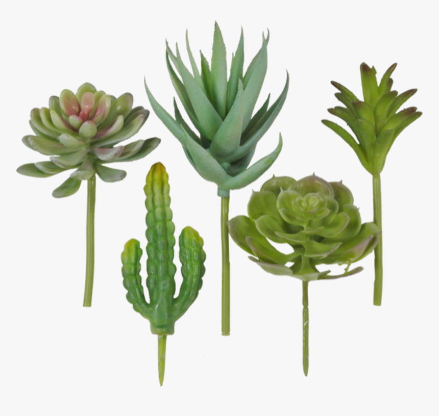 Succulent Pick Assortment, Bag Of - Houseplant, HD Png Download