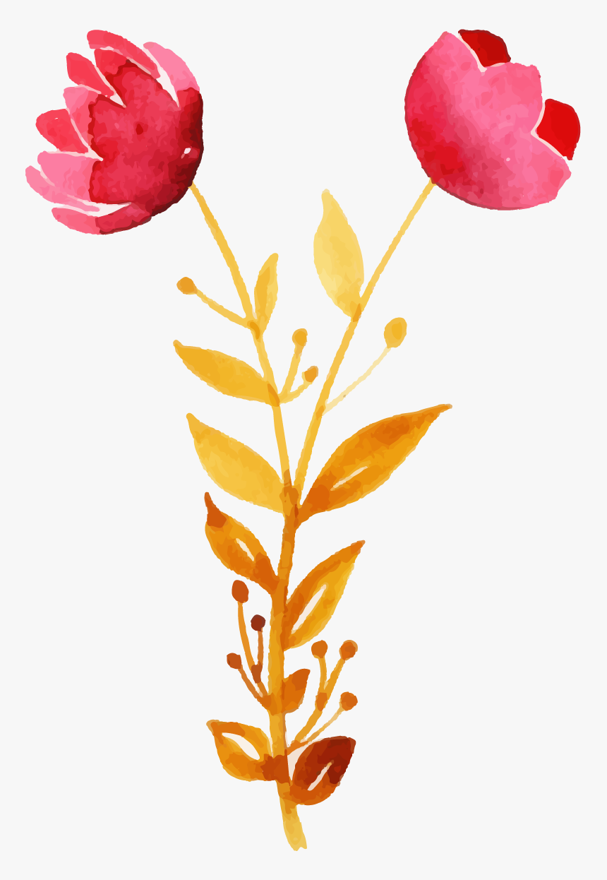 Common Peony, HD Png Download