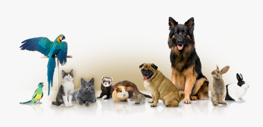 Different Pets, HD Png Download