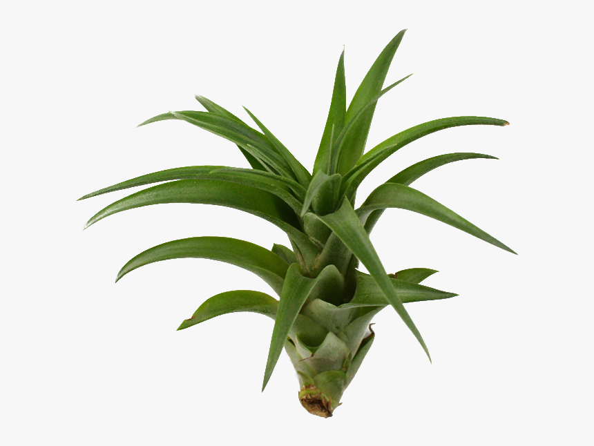 Brachycaulos - Dracena Burley, HD Png Download