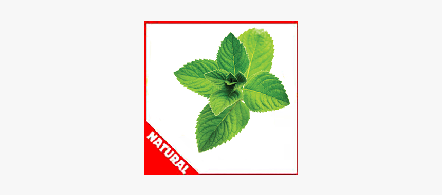 Spearmint By Flavor West - Lemon Balm, HD Png Download