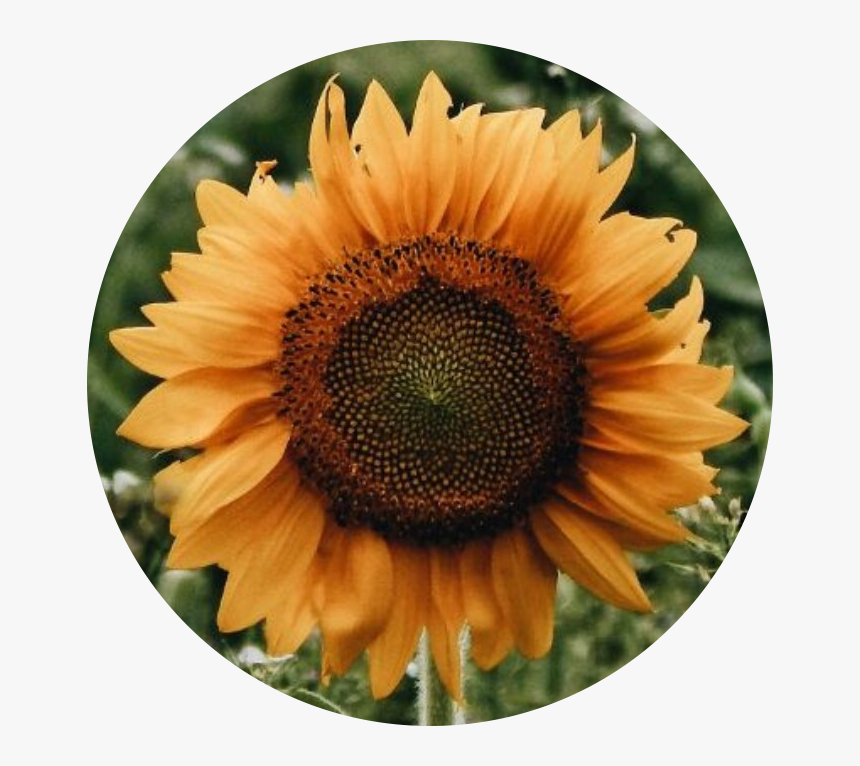 Sunflower, HD Png Download