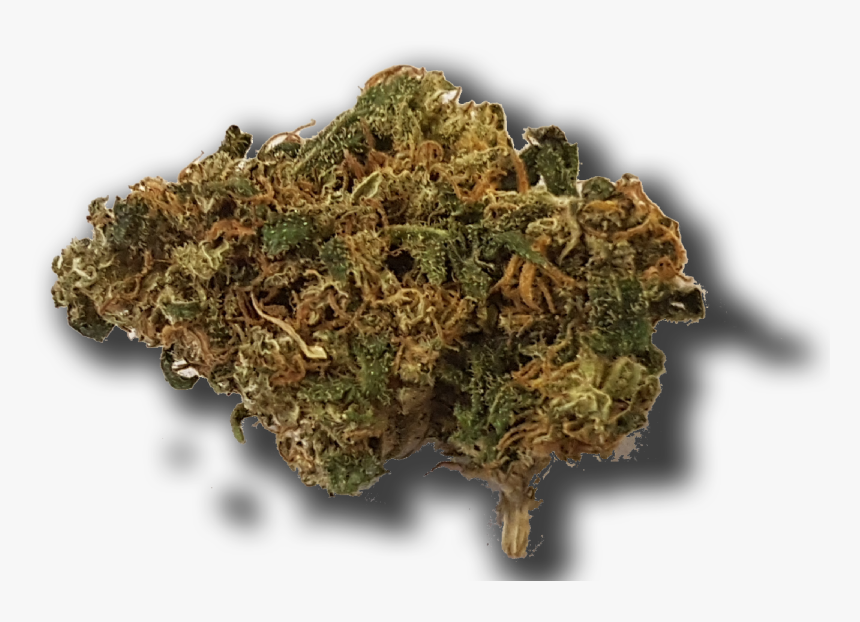 Moss, HD Png Download