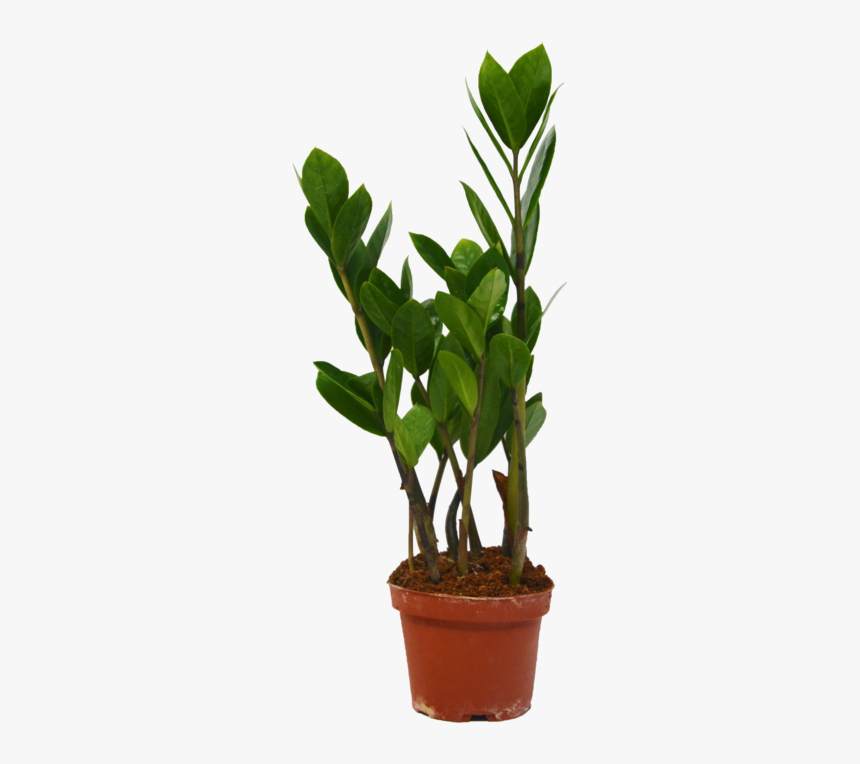 Flowerpot, HD Png Download