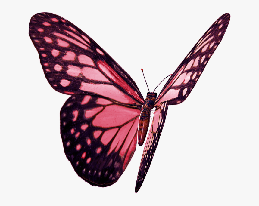 Бабочка - Png - Monarch Butterfly, Transparent Png