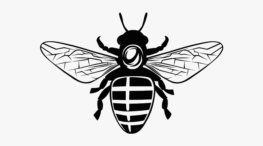 Net-winged Insects, HD Png Download