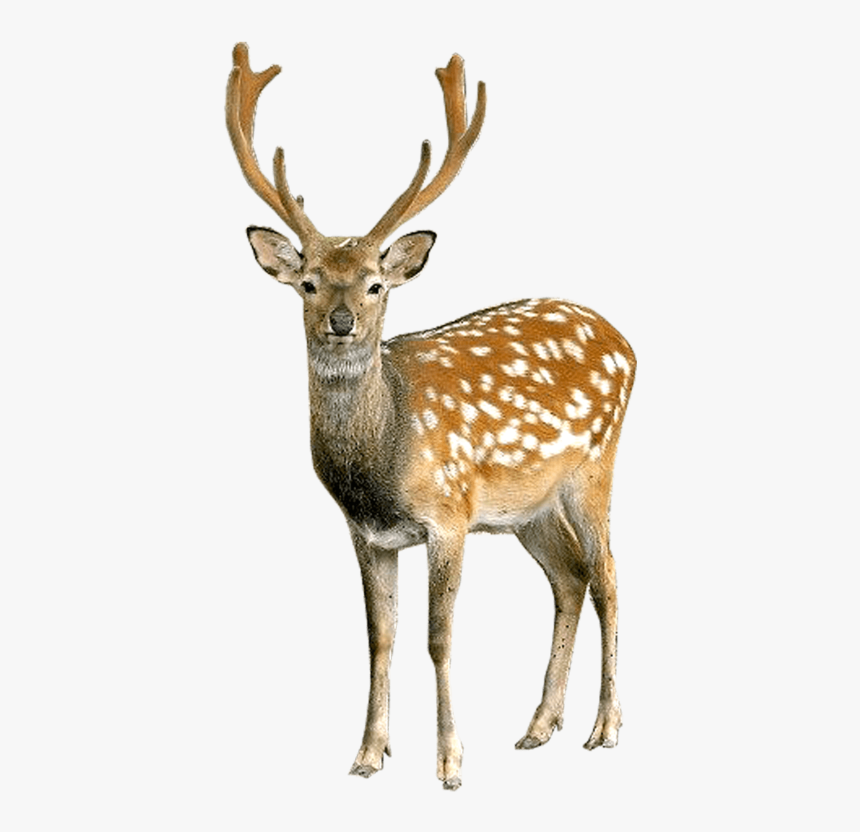 Transparent Deer Camp Clipart - Deer Png, Png Download
