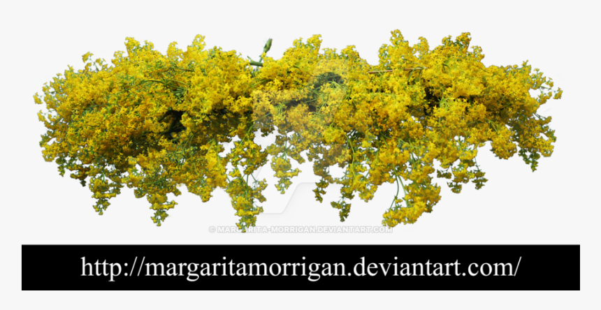 Tree, HD Png Download