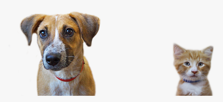 Companion Dog, HD Png Download