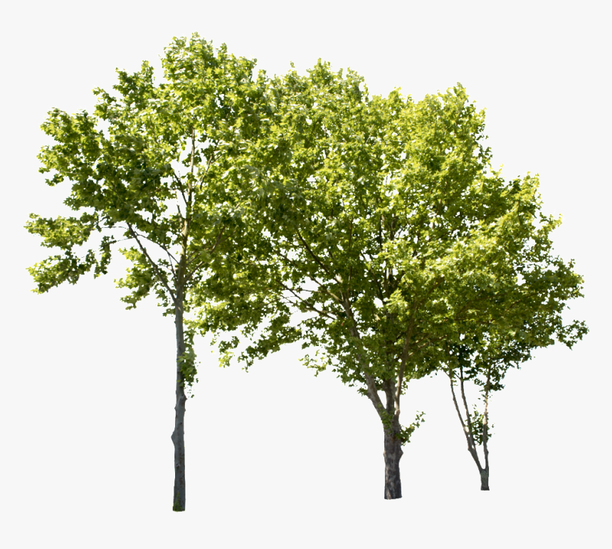 Plane Tree Group Ii - Tree Cut Out Png, Transparent Png