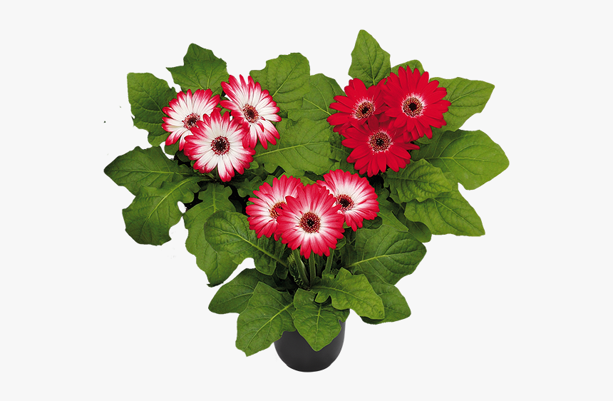 Bouquet, HD Png Download