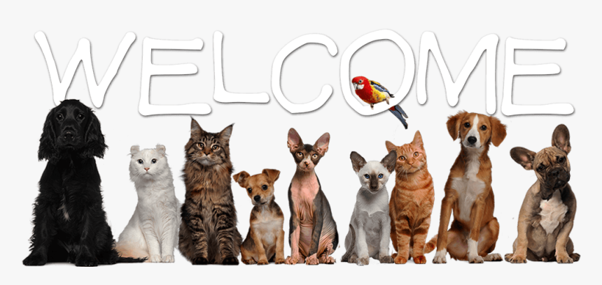 First Party Data Pet, HD Png Download