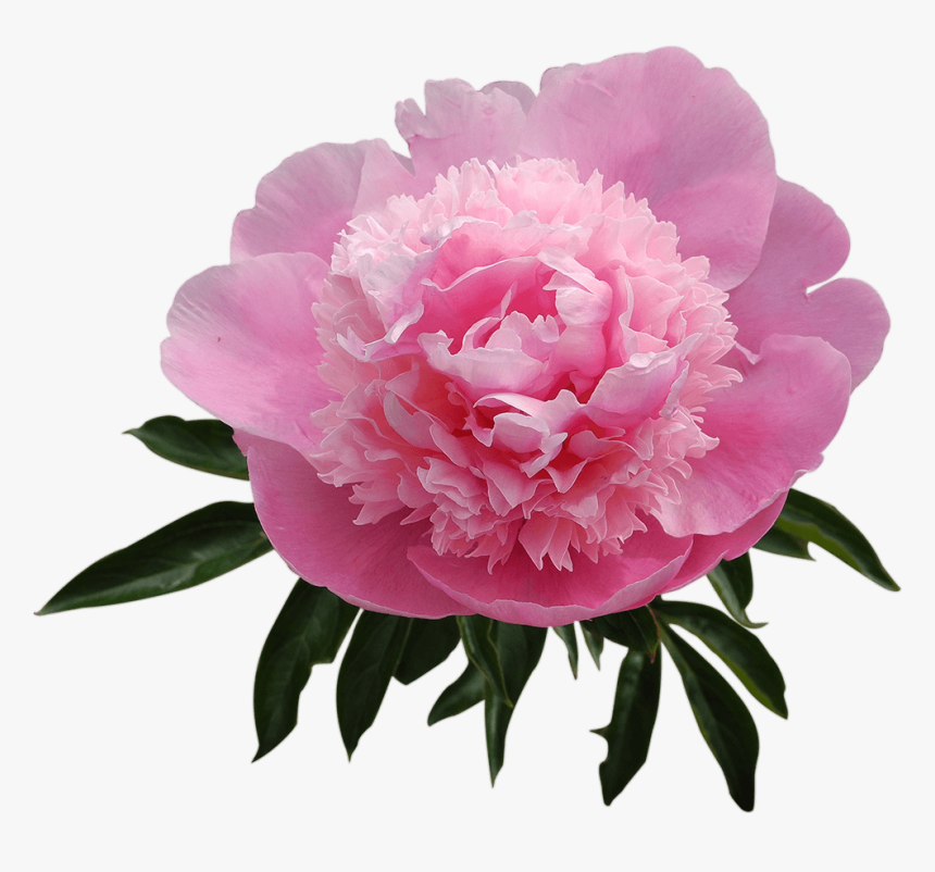 Best Peony - Common Peony, HD Png Download