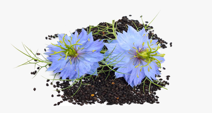 Flower Seed - Black Seed Flower Png, Transparent Png