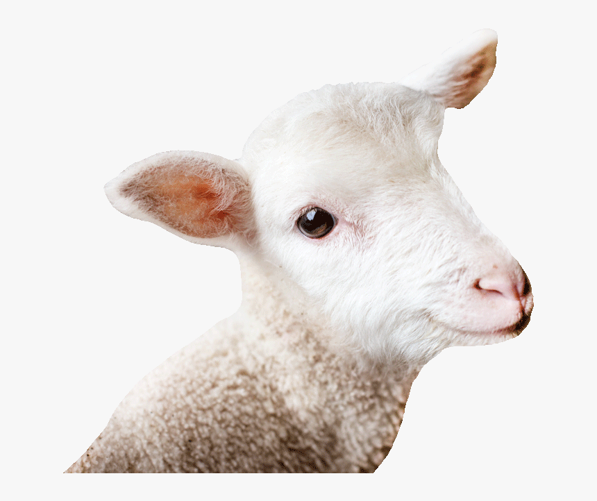 Email Background - Sheep, HD Png Download