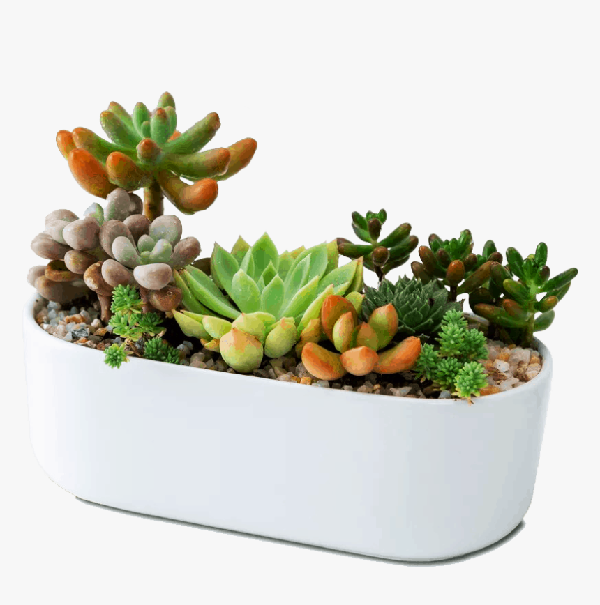 Icon2 - Cactus, HD Png Download