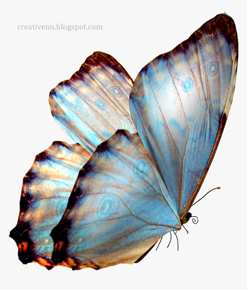 Real Transparent Background Butterfly Png, Png Download