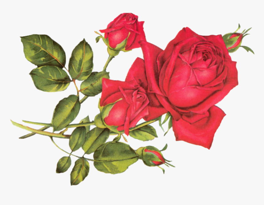 Rose R, HD Png Download