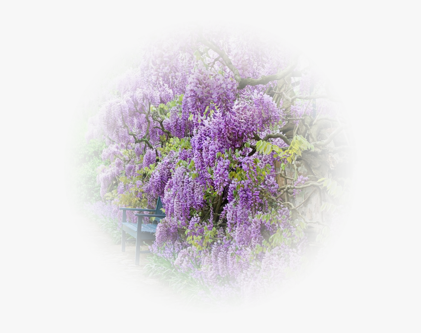 Glycine Png - Wisteria, Transparent Png