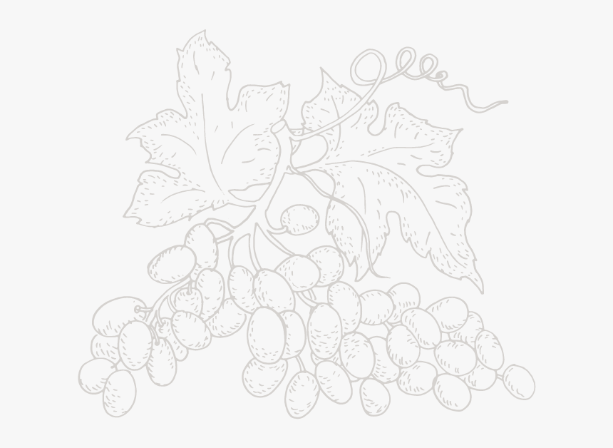 Illustration Raisin Hamet Spay - Line Art, HD Png Download