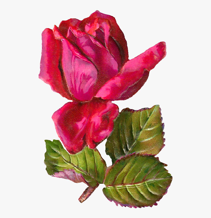 Free Digital Rose Clip Art - Clip Art, HD Png Download