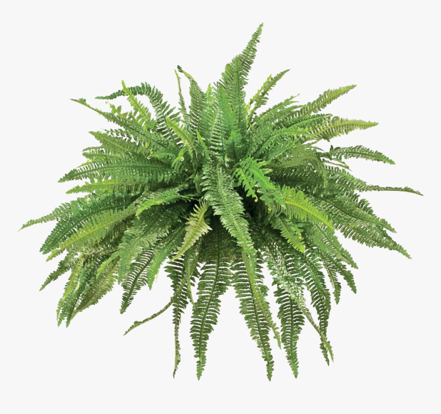 Fern Plant Png, Transparent Png