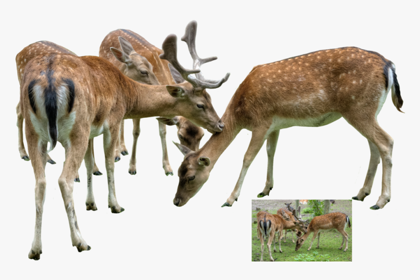 Net, Two Deer - Group Of Deer Png, Transparent Png