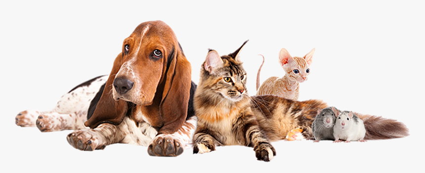 Basset Hound Siberian Cat, HD Png Download