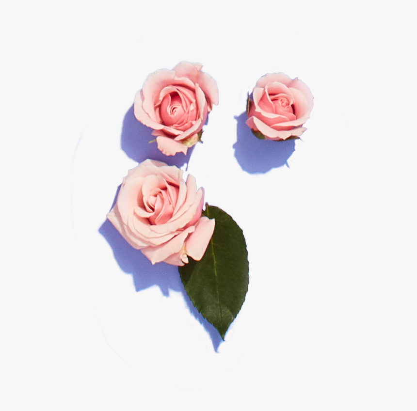 Garden Roses, HD Png Download