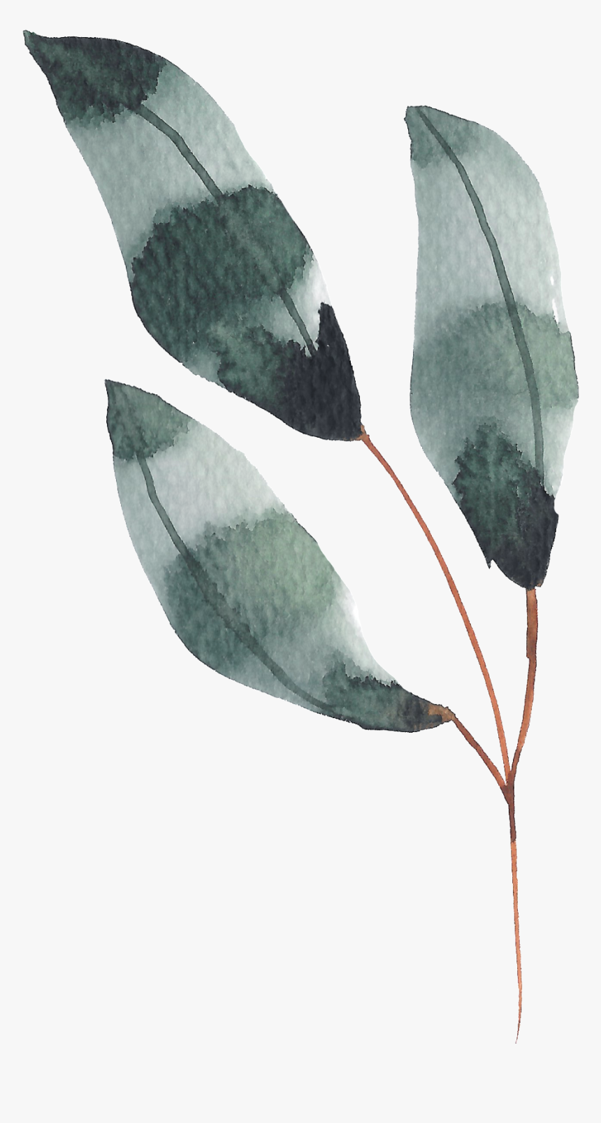 Hand Painted Dark Green Leaves Watercolor Transparent - Watercolor Dark Green Leaves, HD Png Download