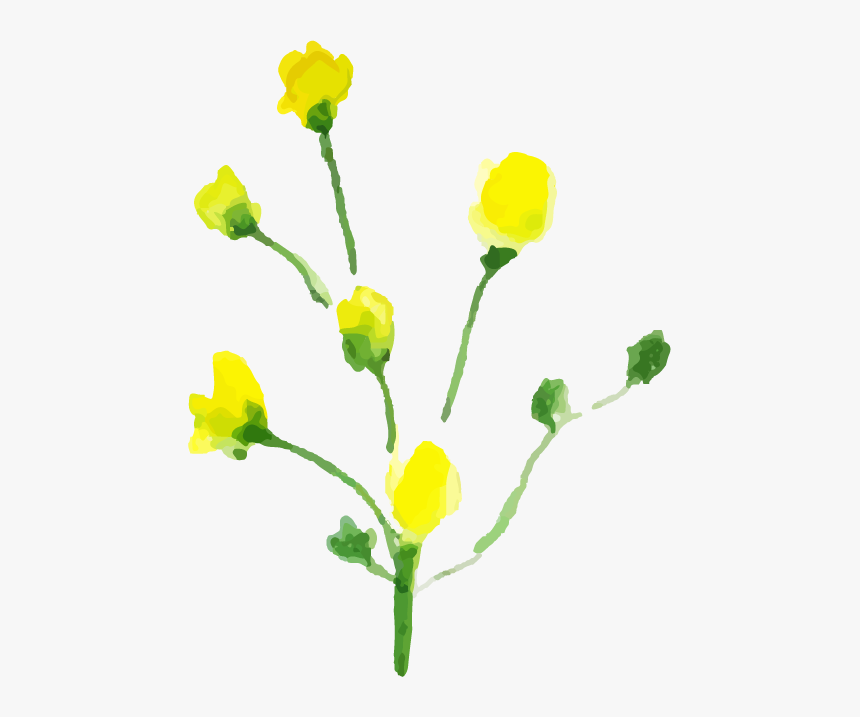 Buttercup, HD Png Download