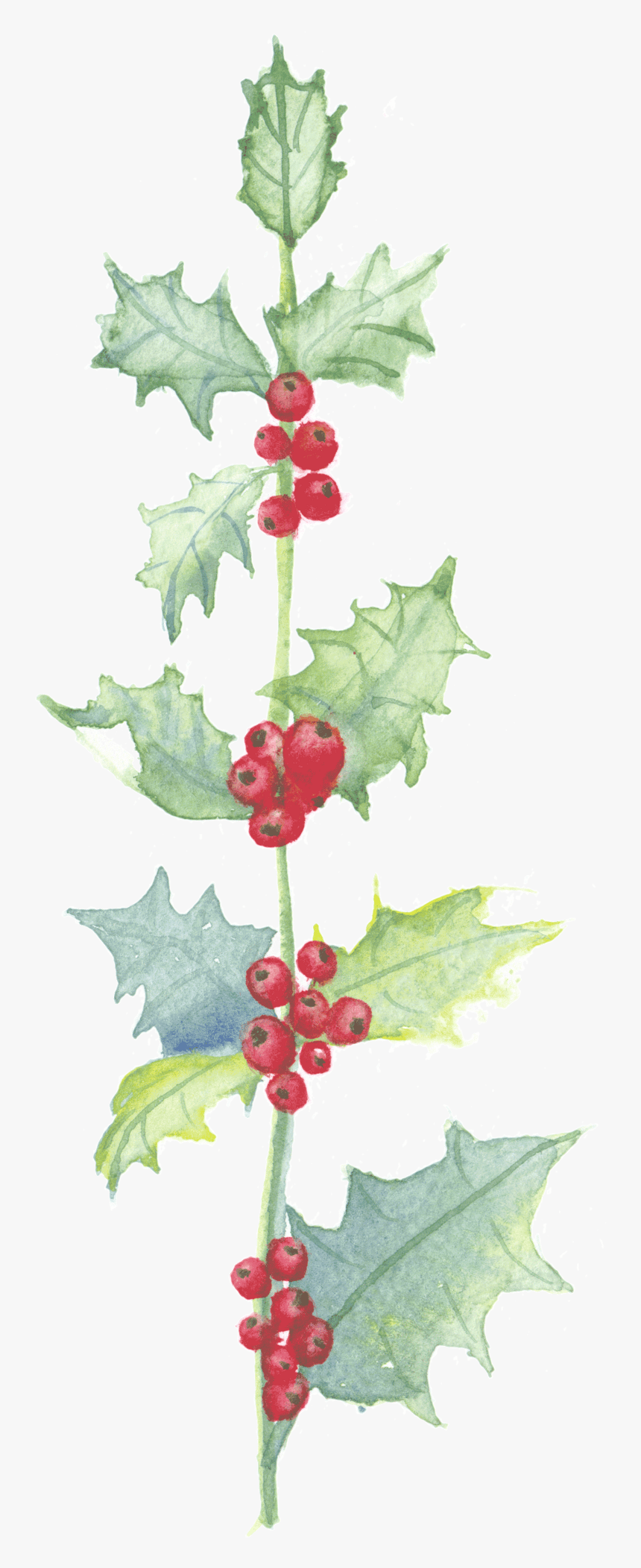 中国风荷花水彩画 - Hollyleaf Cherry, HD Png Download