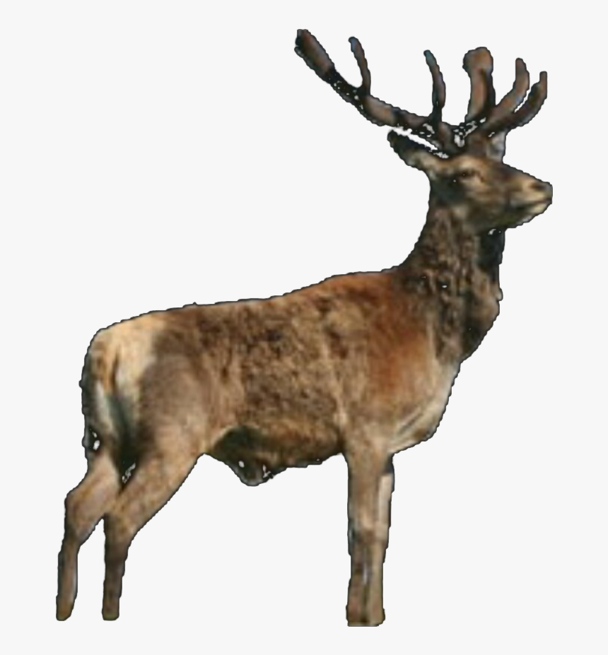 Antler, HD Png Download