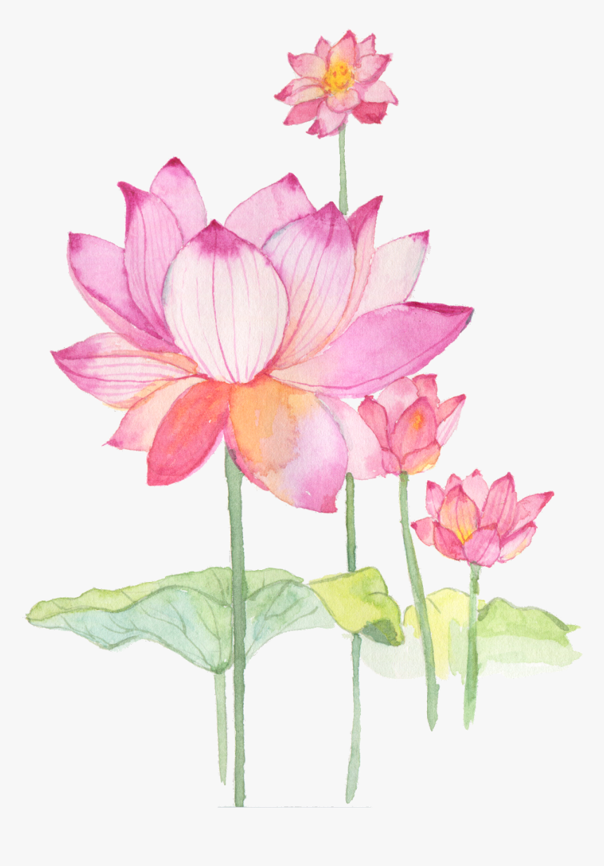 #flower #lotus #chinese - Sacred Lotus, HD Png Download