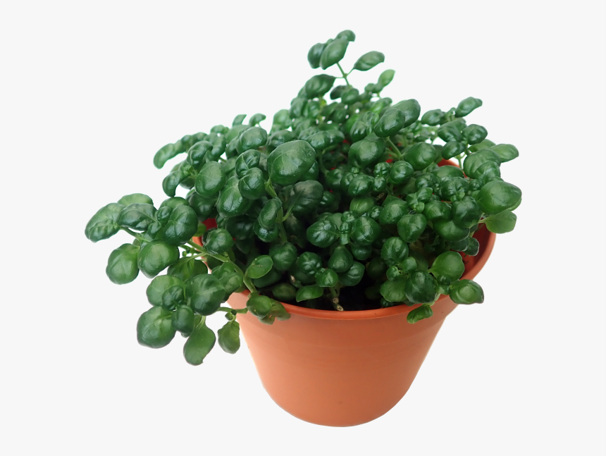 Flowerpot, HD Png Download