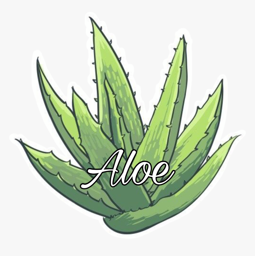 Sabila Png, Transparent Png