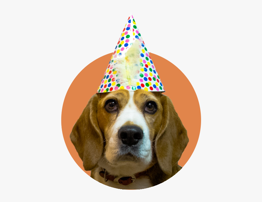 Beagle With Party Hat, HD Png Download