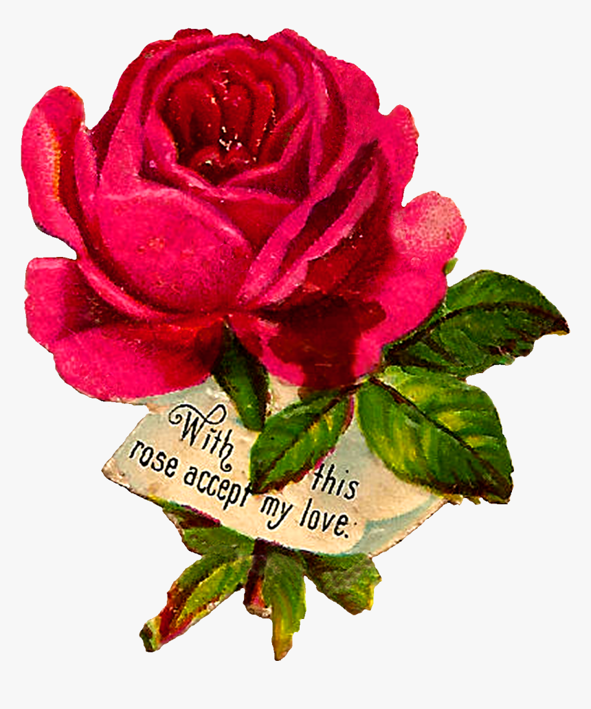 Garden Roses, HD Png Download