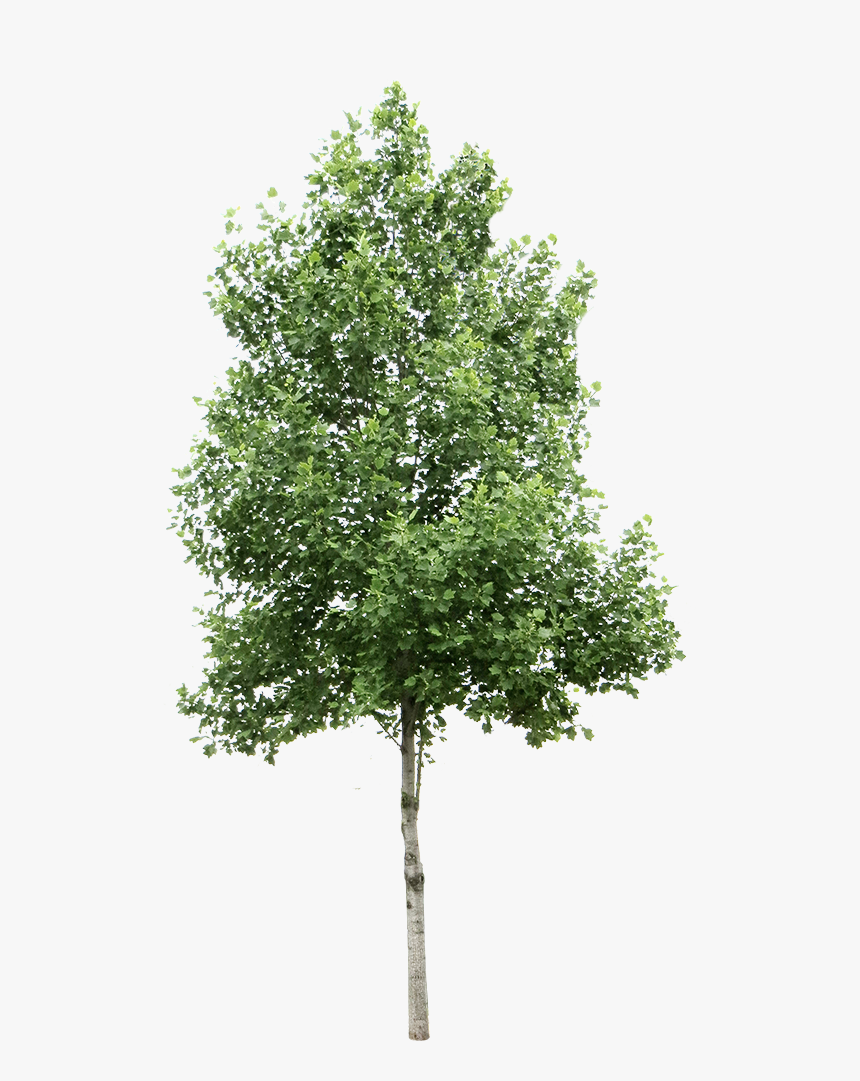 Transparent Background Tree Png, Png Download